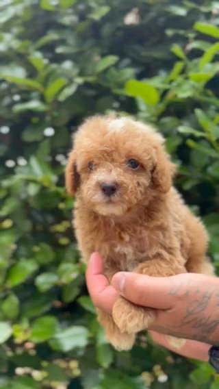 Polo The Toy Poodle in Atlanta, Georgia
