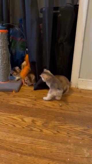 Scottish Straight Kittens in Abington, Pennsylvania