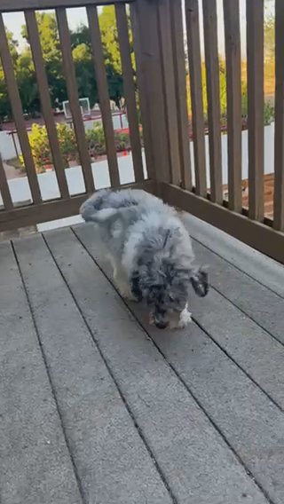Blue Merle Phantom in Perris, California