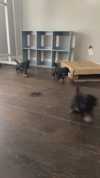 Toy Cockapoo in Houston, Texas