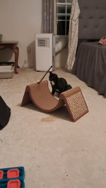 American Shorthair- "Jasper" -10 months old female rescue in Memphis, Tennessee