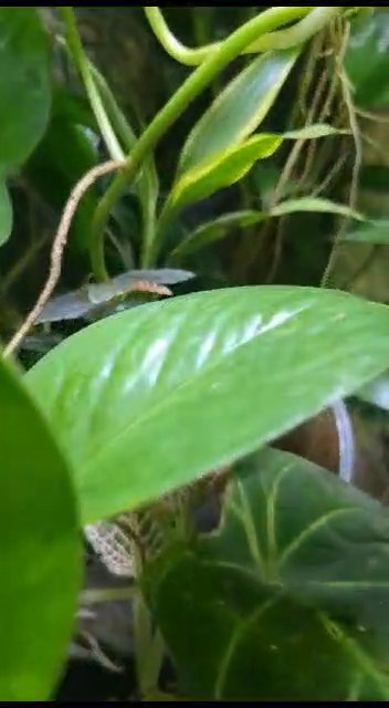 dart frogs in Salinas, California