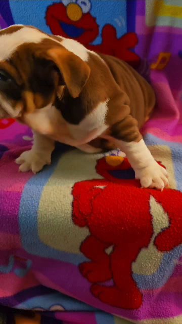 Chocolate Tri English Bulldog Female in Owings Mills, Maryland