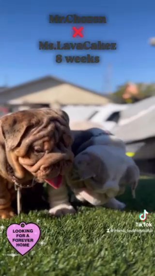 English Bulldog Puppies in San Diego, California
