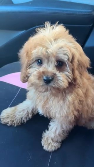 Cavapoo in Easton, Maryland