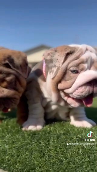 English Bulldog in San Diego, California