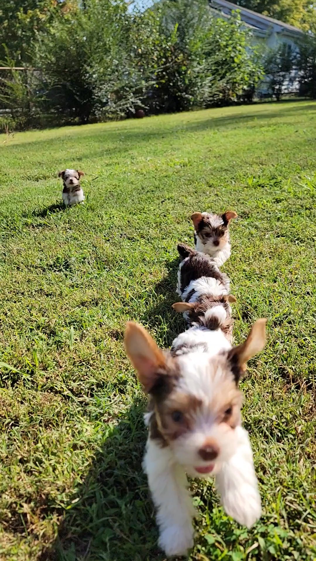 chocolate parti Yorkies in Cleveland, Tennessee