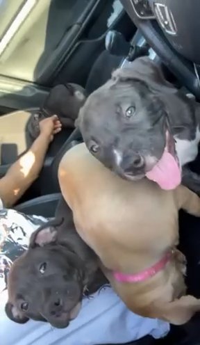 American Bullies Puppies in Houston, Texas