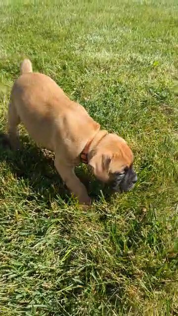 Willow (Boxer) in Goshen, Indiana