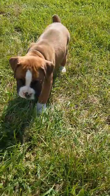 Sky (Boxer) in Goshen, Indiana
