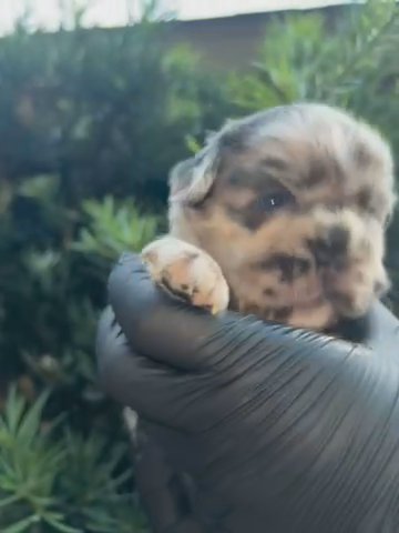 French Bulldog Fluffy in Orlando, Florida