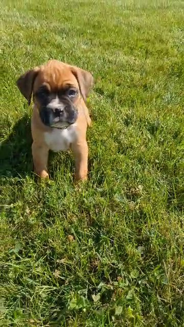 Luna (Boxer) in Goshen, Indiana