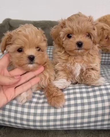 Maltipoo Puppies for Sale! Contact me through my number: 214-390-6415 in Texas, Michigan