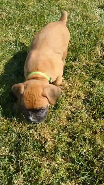 Oakley (Boxer) in Goshen, Indiana