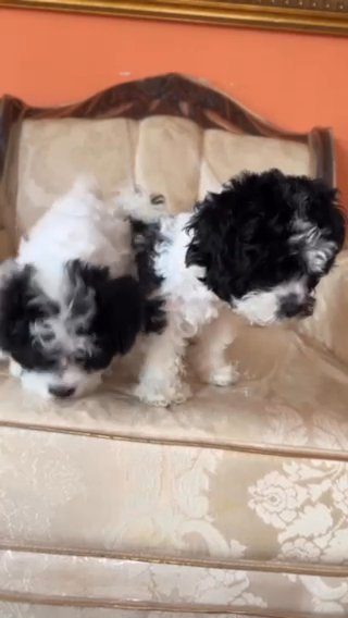 Female Teddy Bear Puppies ??? in Rockville Centre, New York