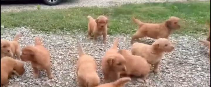 Our Golden Retriever Family - Breeding for Excellence in Fresno, California