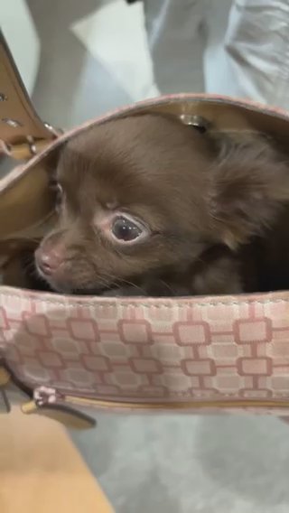 Longhair Chocolate Chihuahua Girl Puppy in Charlotte, North Carolina