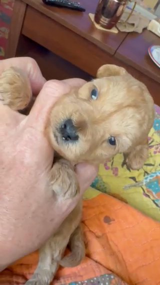 Cupcake F1 Mini Schnoodle in Temple, Texas