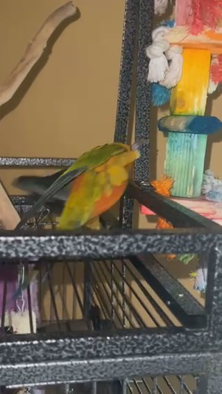 2 Male Sun Conures in Overland Park, Kansas