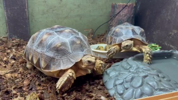 Sulcata tortoise Pair in Picayune, Mississippi
