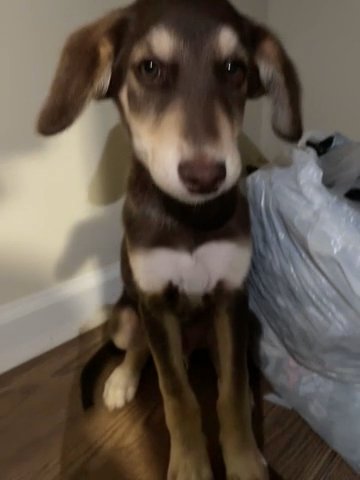 Husky X Poodle Mix in Philadelphia, Pennsylvania
