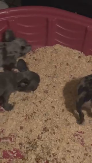 Merle Frenchbulldogs in Phoenix, Arizona