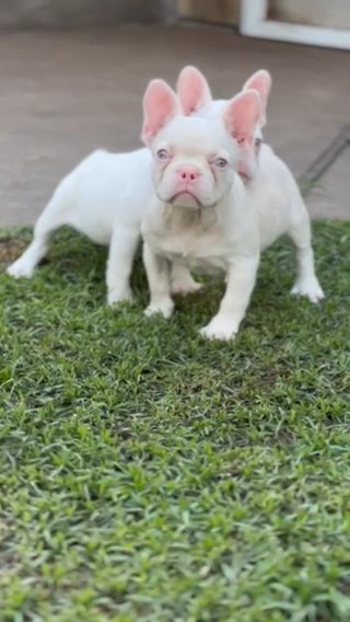 Caramel Pink French Bulldog Fluffy New Shade Producer in Sugar Land, Texas