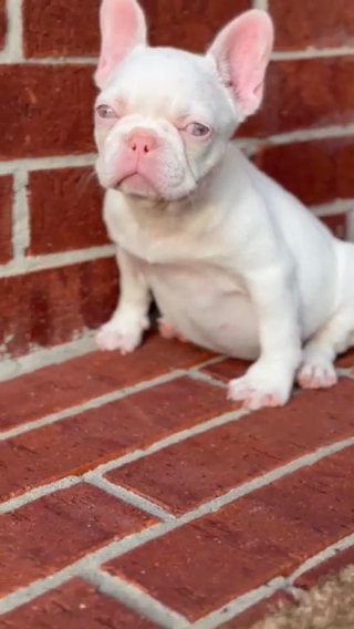 Pink French Bulldog New Shade Producer in Sugar Land, Texas