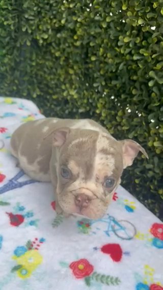 ENGLISH BULLDOG in Davie, Florida