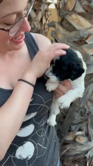 Evergreen Male Parti Standard Poodle! in Phoenix, Arizona