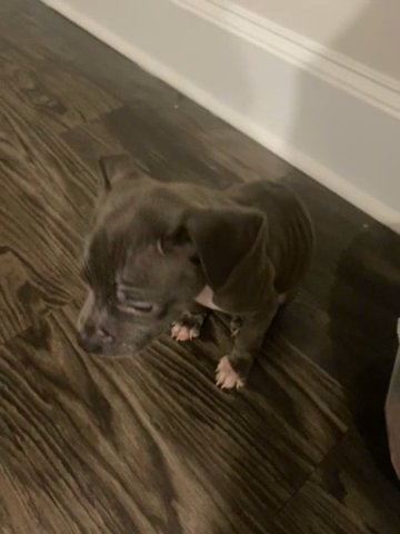 2month old mini pit bull for sell . in New Orleans, Louisiana