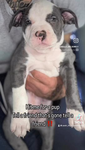 Chocolate Tri Color Pups in New York City, New York