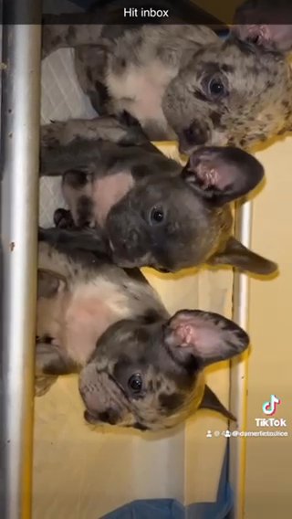 Merle Frenchies in Phoenix, Arizona