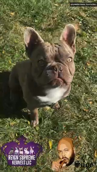Lilac And Tan STUD AVAILABLE in Chicago, Illinois