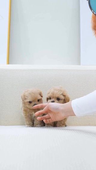 Teacup Maltipoo Puppy. Contact Me Through My in Texas, Michigan
