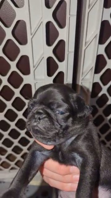 Black Pug Puppies in Gresham, Oregon
