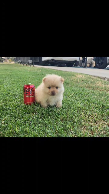 Winnie the Pooh  ( small puppy ) in Clovis, California