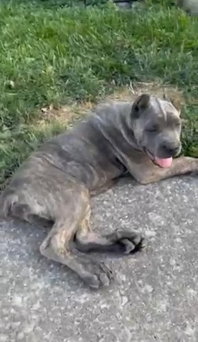 Cane Corso Puppy in Lexington-Fayette, Kentucky