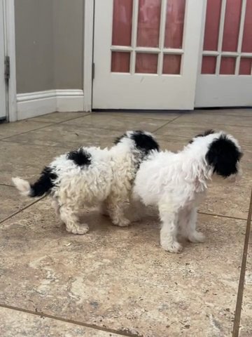 F1b Toy Cavapoo in Andrews, Texas