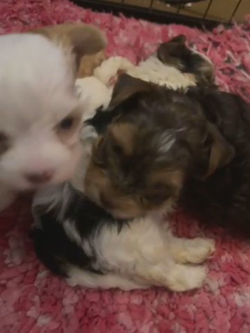 Yorkies Galore,AKC Registered in Arkadelphia, Arkansas