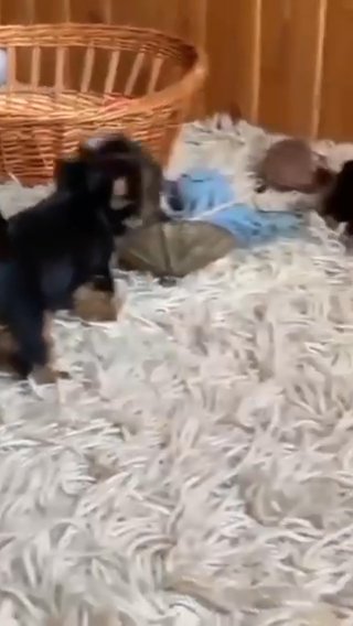 Yorkie Puppies For Adoption in Austin, Texas