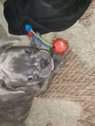 Cash Cashington (Frenchie Purebred) in Providence, Rhode Island