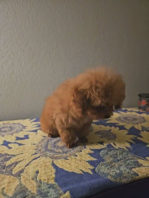 Toy poodle female in Weatherford, Texas