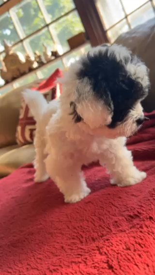 Teddy Bear Puppy ?? in Rockville Centre, New York