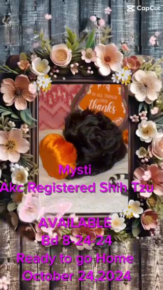 Akc Shihtzu in Sacramento, California