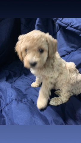 Toy Poodle in Columbus, Nebraska