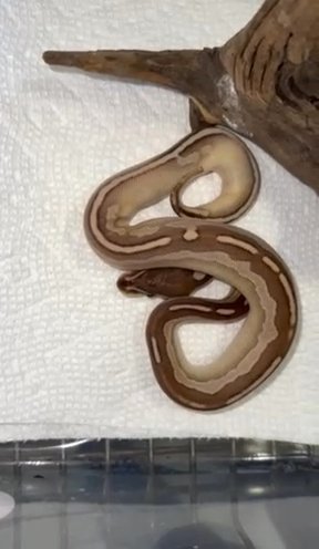 Cinnamon Lesser in Picayune, Mississippi
