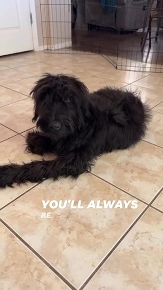Vader: Giant Schnauzer Puppy in Surprise, Arizona