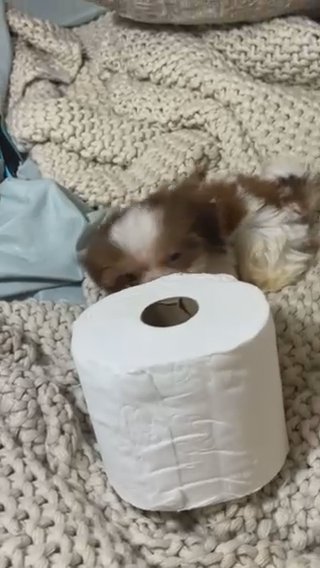 Shih  Tzu Boy Puppy (Teacup) in Charlotte, North Carolina