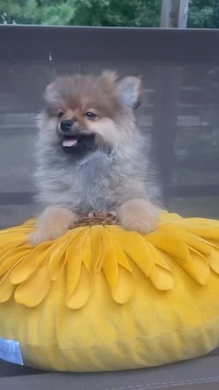 Pomeranian Boy Puppy in Charlotte, North Carolina